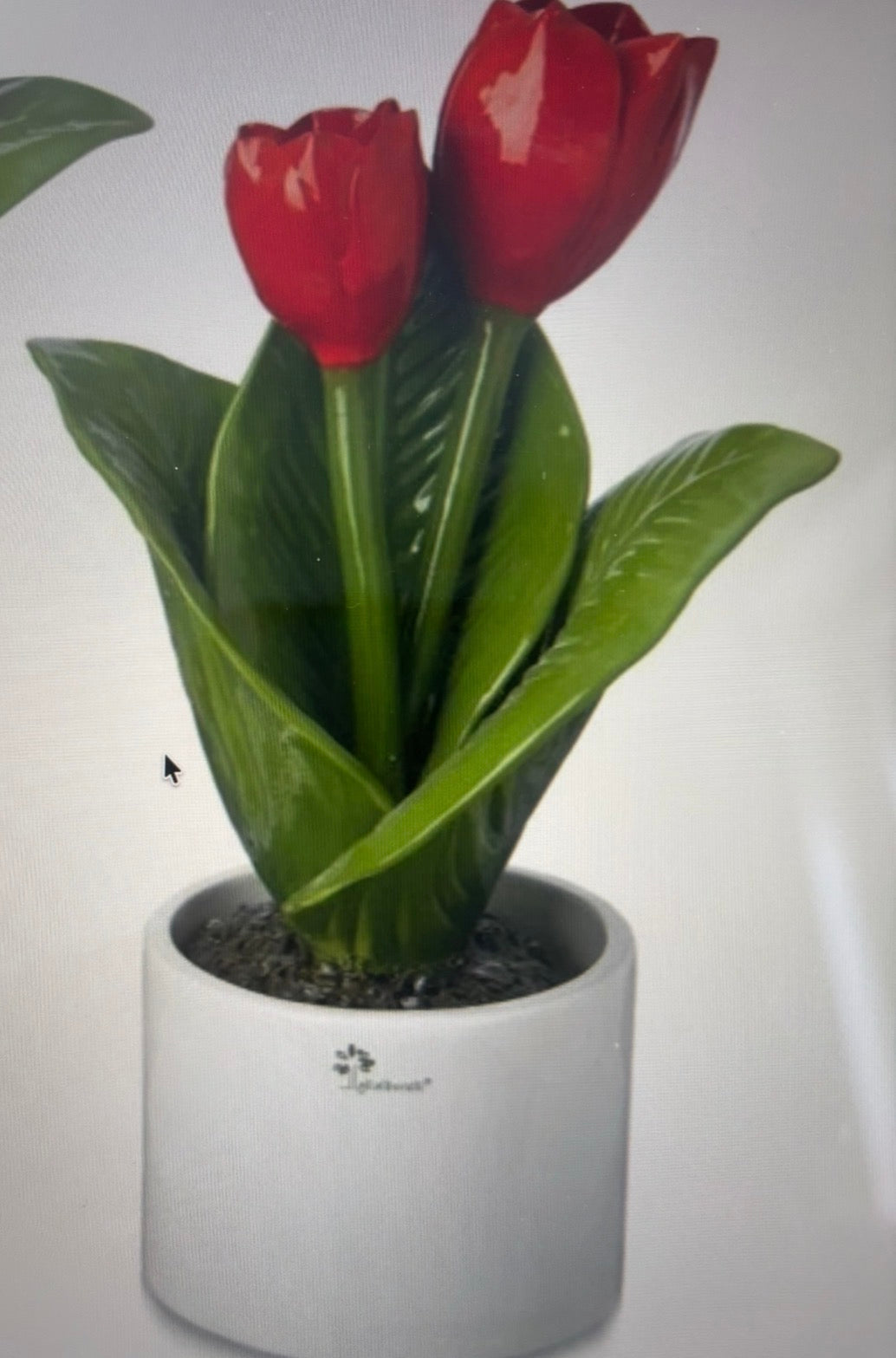 PIANTA TULIPANO GLI ALBERELLI